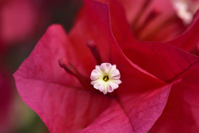 Close-up of pink rose flower