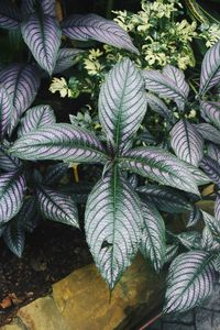 High angle view of leaves