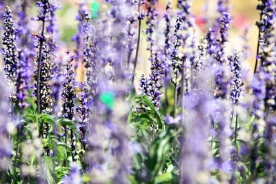 Close-up of purple flowering plants on field