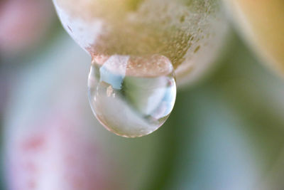 Drops of water that after the rain settle on nature forming particular colors and shapes