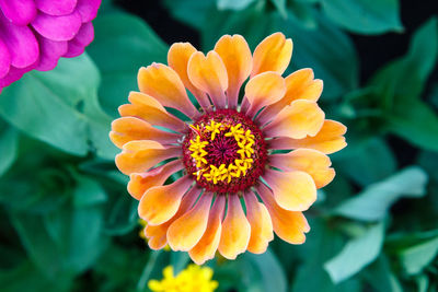 Close-up of orange flower