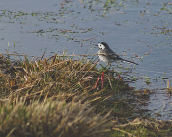 Bird perching on lake