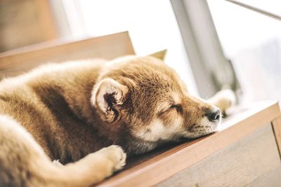 Close-up of dog sleeping on steps at home