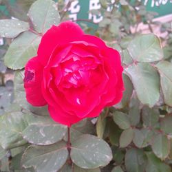Close-up of pink rose