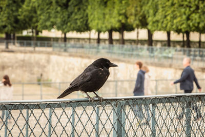 Bird perching on railing by fence