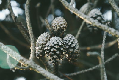 Close-up of snow on plant