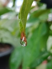 Close-up of raindrops on leaf