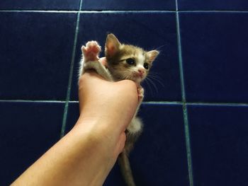 Midsection of person holding cat on floor