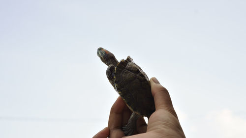 Cropped hand holding turtle against clear sky