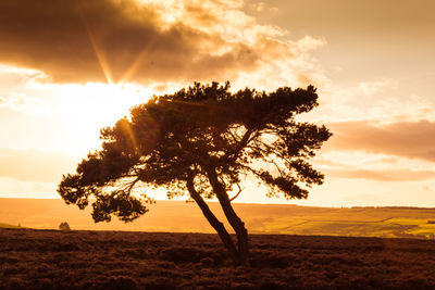 Tree on field against sky during sunset