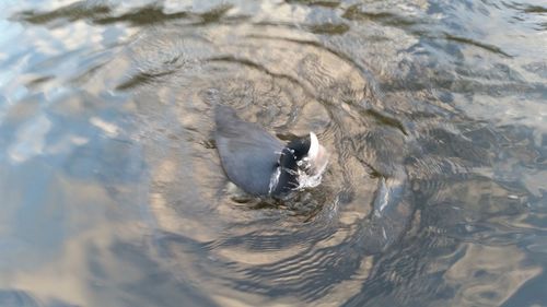 Ducks swimming in water