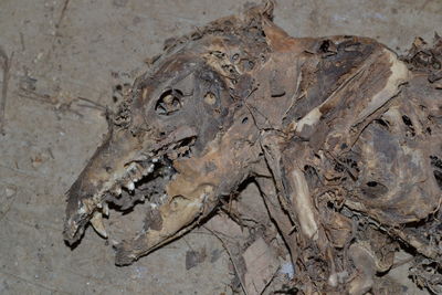 Close-up of animal on the wall