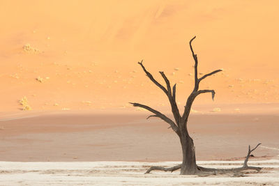 Bare tree on sand dune in desert against sky