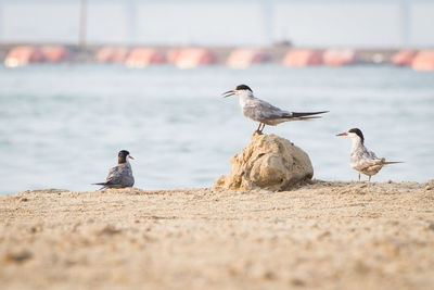 Seagulls perching on sand at beach