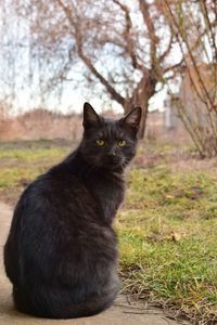 Close-up portrait of cat sitting outdoors