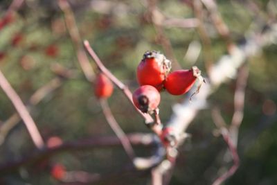 Close-up of red flower bud