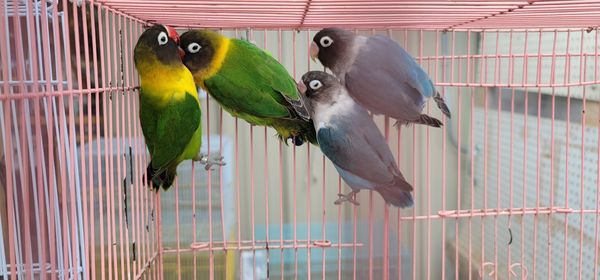 Close-up of parrot perching in cage