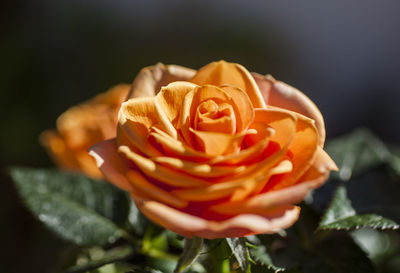 Close-up of rose flower