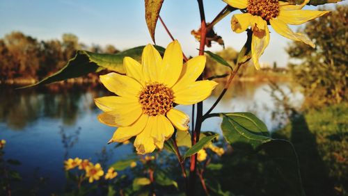 Close-up of yellow flowers blooming against sky