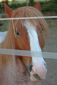 Close-up of a horse