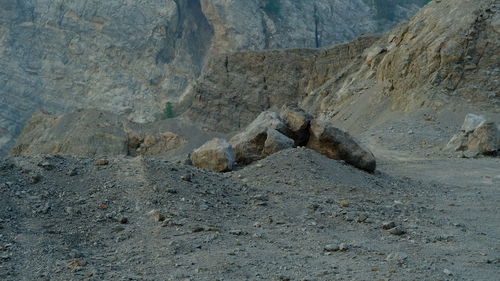 View of lizard on rock