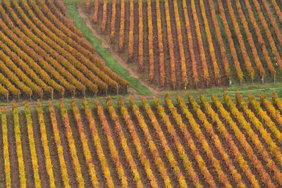 The burgundy vineyards give birth to great wines of historical and international renown.