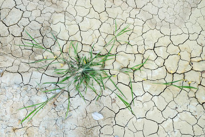 Full frame shot of dry leaf on land