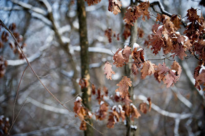 Close-up of snow covered plant