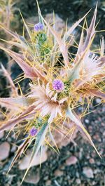 Close-up of flowers blooming outdoors