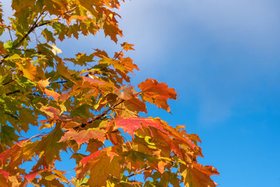 Low angle view of maple tree against sky