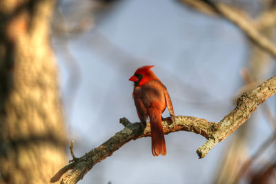 Bird perching on branch