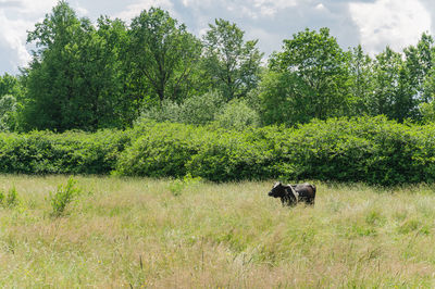 A cow grazes in a field with tall yellow grass