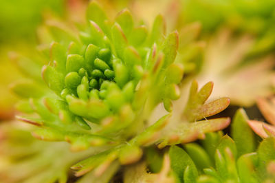 Close-up of fresh cactus plant