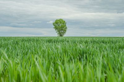 Scenic view of agricultural field against sky