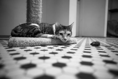 Close-up portrait of cat relaxing at home