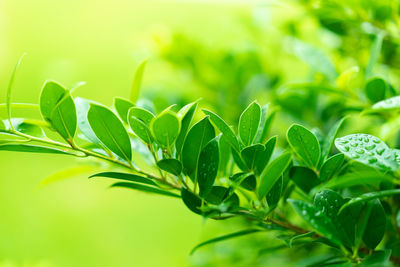 Close-up of fresh green leaves