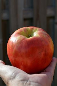 Close-up of person holding apple