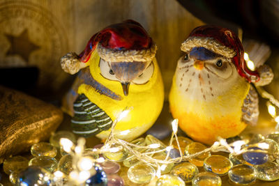 Close-up of birds on table