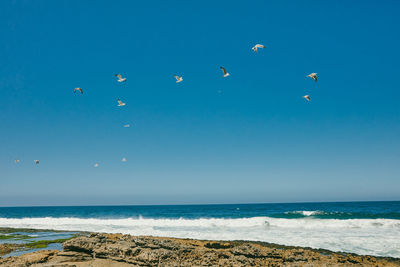 Flock of seagulls flying over pacific ocean in baja, mexico.