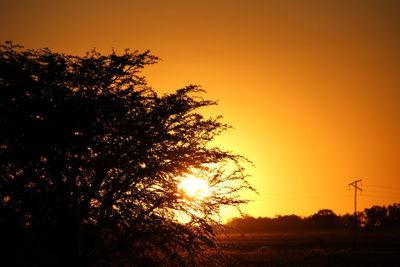 Tree against sky during sunset