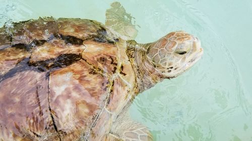 High angle view of turtle in sea