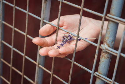 The girl's hand is holding lavender flowers in her palm through the metal bars. symbol of violation 