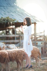 Side view of young woman standing by sheep on field against sky