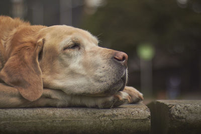 Close-up of dog sleeping