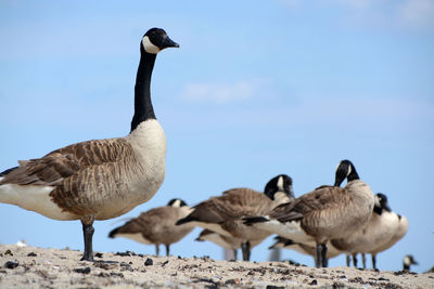 Low angle view of canada geese against sky