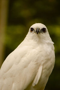 Close-up of a bird