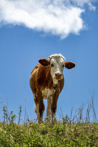 Close-up of cow standing on field against sky