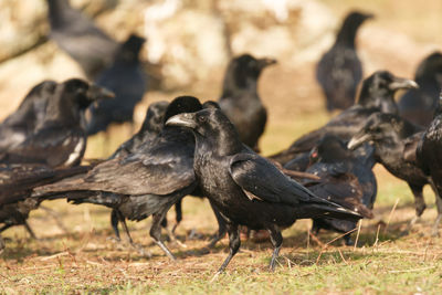 Birds perching on a field