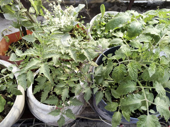 High angle view of potted plant