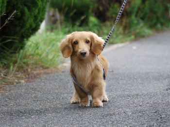 Portrait of a dog walking on road